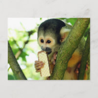 Eichhörnchen Affe isst einen Wafer Biscuit