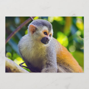 Eichhörnchen-Affe Manuel Antonio NP - Costa Rica Einladung
