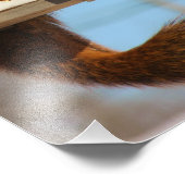 Eichhörnchen am Feeder Fotodruck (Ecke)