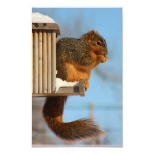 Eichhörnchen am Feeder Fotodruck