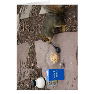 Eichhörnchen am Frühstück