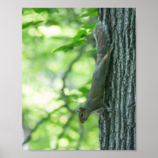 Eichhörnchen am Stamm Poster (Vorne)