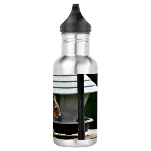 Eichhörnchen am Vogelfeeder Edelstahlflasche (Rechts)