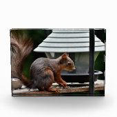 Eichhörnchen am Vogelfeeder Fotoblock (Vorderseite)