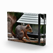 Eichhörnchen am Vogelfeeder Fotoblock (Rechts)