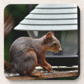 Eichhörnchen am Vogelfeeder Getränkeuntersetzer (Vorderseite)
