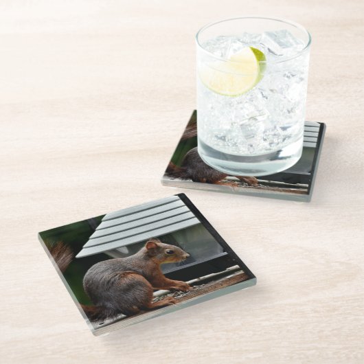 Eichhörnchen am Vogelfeeder Glasuntersetzer (Schrägansicht)