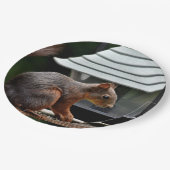 Eichhörnchen am Vogelfeeder Pappteller (Schrägansicht)