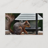 Eichhörnchen am Vogelfeeder Visitenkarte (Rückseite)