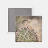 Eichhörnchen auf Barrel Cactus Magnet (Vorderseite/Rückseite)