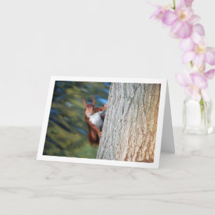 Eichhörnchen auf Baum Karte