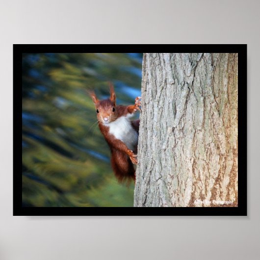 Eichhörnchen auf Baum Poster (Vorne)