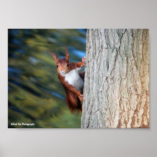 Eichhörnchen auf Baum Poster (Vorne)