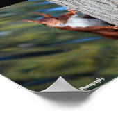 Eichhörnchen auf Baum Poster (Ecke)