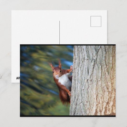 Eichhörnchen auf Baum Postkarte (Vorne/Hinten)