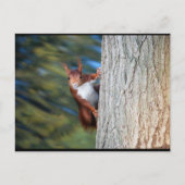 Eichhörnchen auf Baum Postkarte (Vorderseite)
