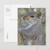 Eichhörnchen auf Baum Postkarte (Vorne/Hinten)