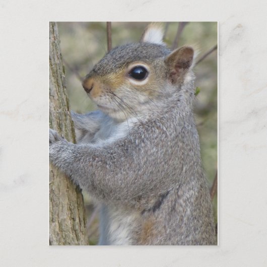 Eichhörnchen auf Baum Postkarte (Vorderseite)