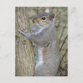 Eichhörnchen auf Baum Postkarte (Vorderseite)