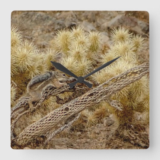 Eichhörnchen auf Cholla Cactus Skeleton Quadratische Wanduhr (Vorderseite)