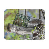 Eichhörnchen auf dem Kopf essen Magnet (Horizontal)