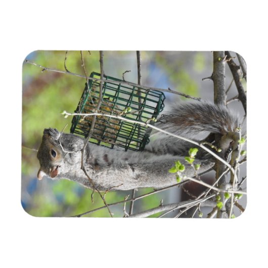Eichhörnchen auf dem Kopf essen Magnet (Horizontal)