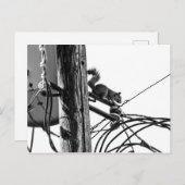 Eichhörnchen auf dem Pole Black & White Foto Postkarte (Vorne/Hinten)
