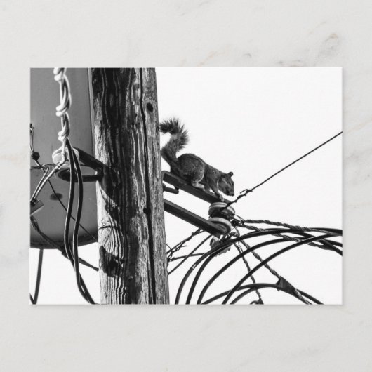 Eichhörnchen auf dem Pole Black & White Foto Postkarte (Vorderseite)