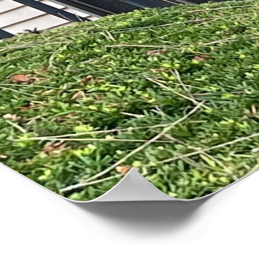 Eichhörnchen auf dem Zaun-Poster Poster (Ecke)