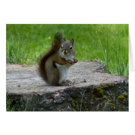 Eichhörnchen auf der Baumstumpf-Notizkarte (Vorderseite (Horizontal))