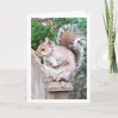 Eichhörnchen auf der Post Karte (Vorderseite)
