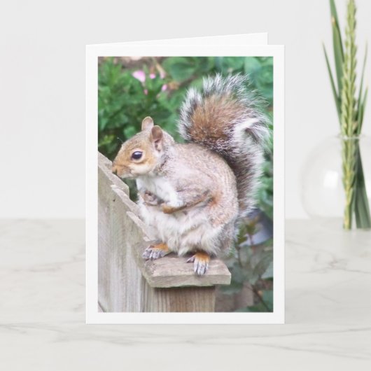 Eichhörnchen auf der Post Karte (Vorderseite)