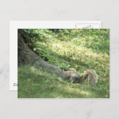 Eichhörnchen auf der Suche nach Nüssen Postkarte (Vorne/Hinten)