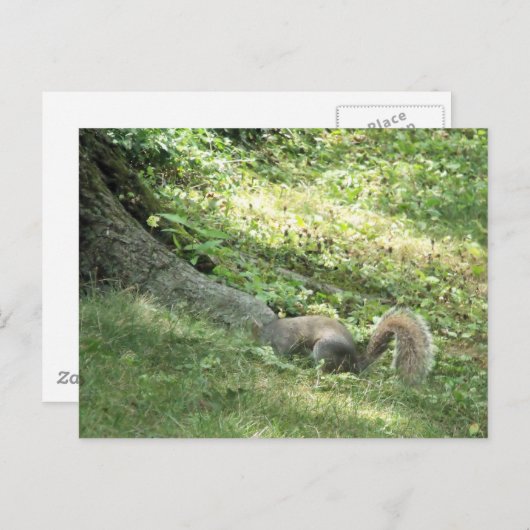 Eichhörnchen auf der Suche nach Nüssen Postkarte (Vorne/Hinten)
