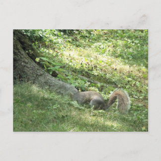Eichhörnchen auf der Suche nach Nüssen Postkarte