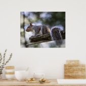 Eichhörnchen auf einem Ast sitzend Poster (Küche)