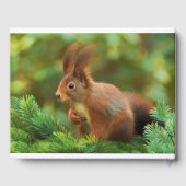 Eichhörnchen auf einem Baum Gästebuch (Rückseite)