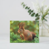 Eichhörnchen auf einem Baum Postkarte (Stehend Vorderseite)