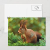 Eichhörnchen auf einem Baum Postkarte (Vorne/Hinten)