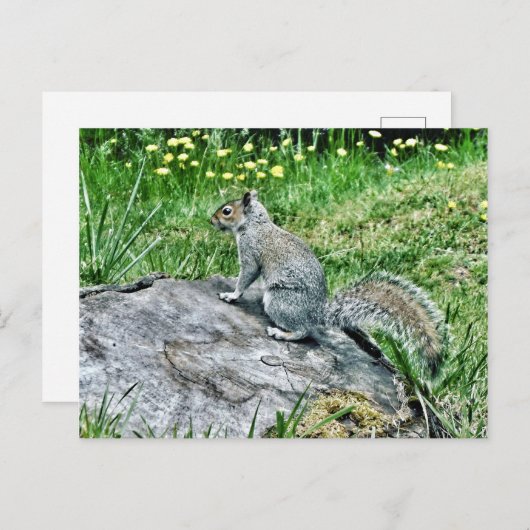 Eichhörnchen auf einem Baumstumpf Postkarte (Vorne/Hinten)