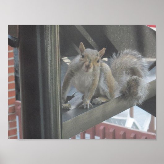 Eichhörnchen auf einem Schritt Poster (Vorne)