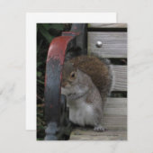 Eichhörnchen auf einer Parkbank individuell anpass Dankeskarte (Vorne/Hinten)