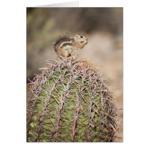 Eichhörnchen auf Fasskaktus