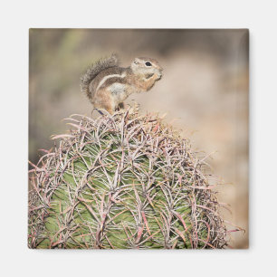 Eichhörnchen auf Fasskaktus Magnet