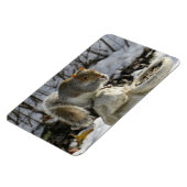 Eichhörnchen auf Kaninchenvogelfutter Magnet (Linke Seite)