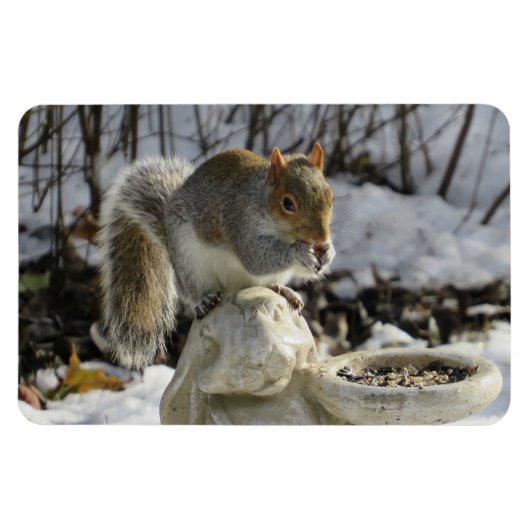 Eichhörnchen auf Kaninchenvogelfutter Magnet (Horizontal)