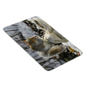 Eichhörnchen auf Kaninchenvogelfutter Magnet (Rechte Seite)