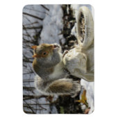 Eichhörnchen auf Kaninchenvogelfutter Magnet (Vertikal)