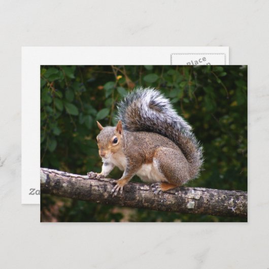Eichhörnchen auf Limette Postkarte (Vorne/Hinten)