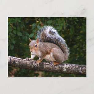 Eichhörnchen auf Limette Postkarte
